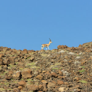 WONDERS OF OUR PLANET, Beauty of wildlife by Camille Massida Photography